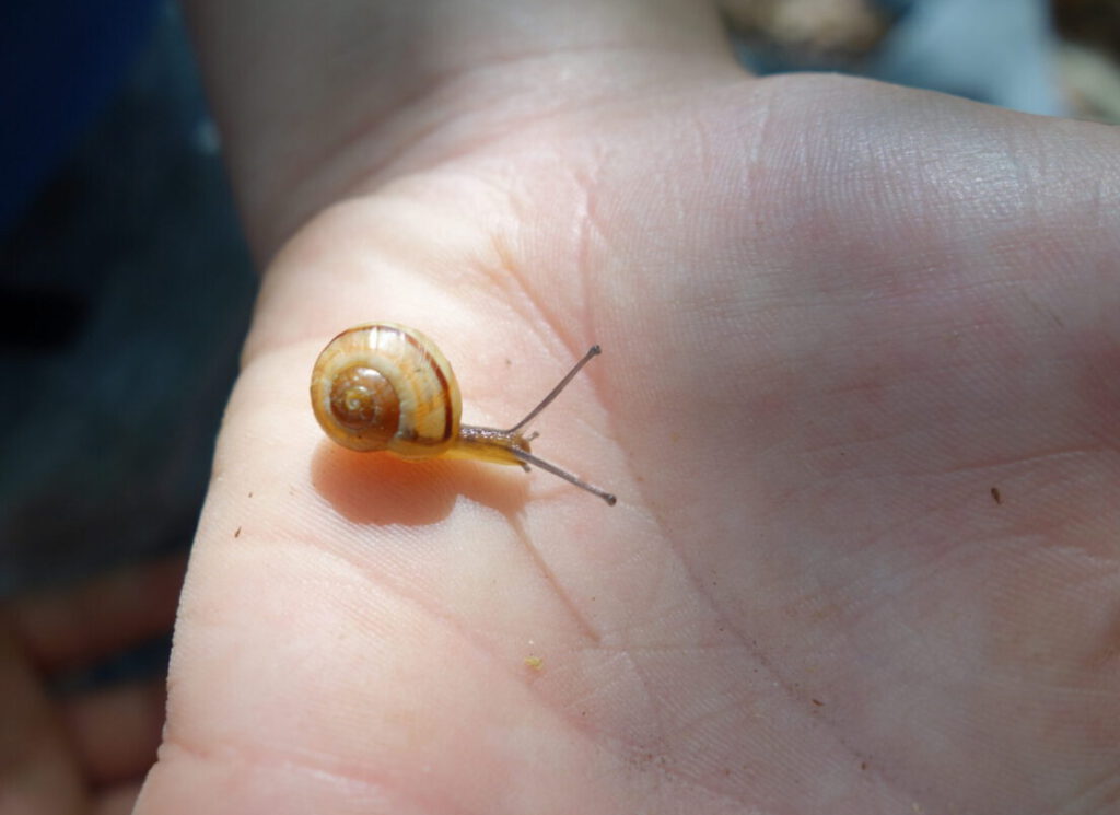 DAs Kleinkind einer Schnirkelschnecke auf einer Kinderhand.