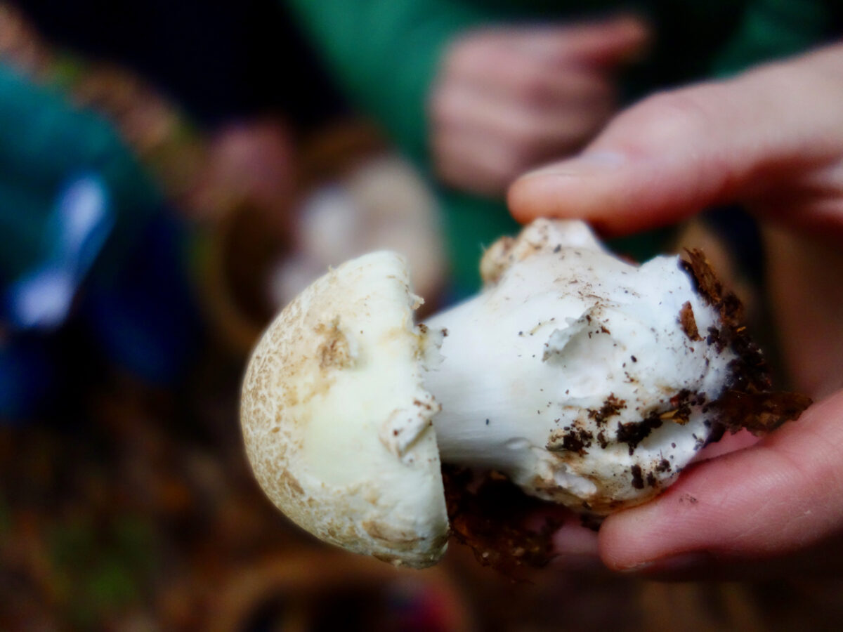 Pilze sicher bestimmen - das will gelernt sein